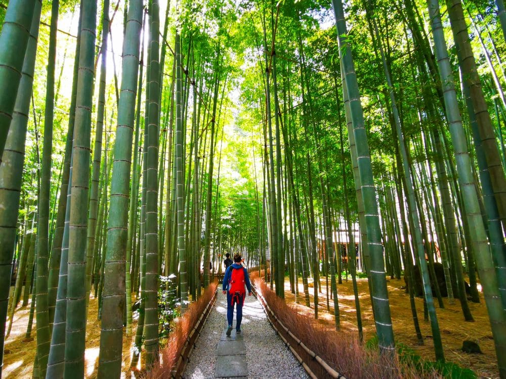 Der Hokokuji Tempel Kamakura