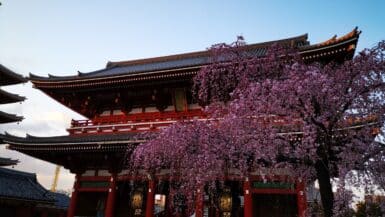 Hanami - Sakura - Kirschblüte in Japan