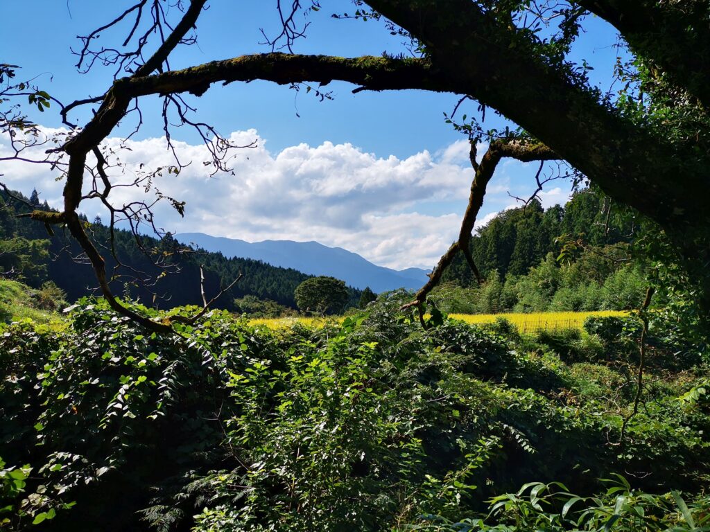 Eine üppige grüne Landschaft in der Nähe von Magome, mit dichtem Laub im Vordergrund, Baumzweigen, die die Aussicht einrahmen, einem sonnenbeschienenen Feld und entfernten Bergen unter einem strahlend blauen Himmel mit vereinzelten Wolken.