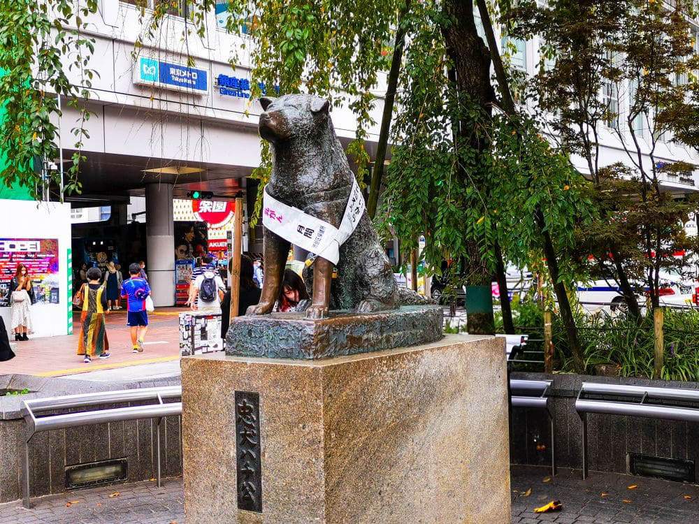 Entdecke die Geschichte von Hachiko