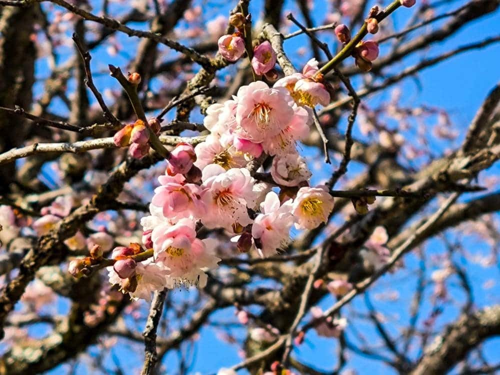 Pflaumenbäume am Dazaifu Tenmangu