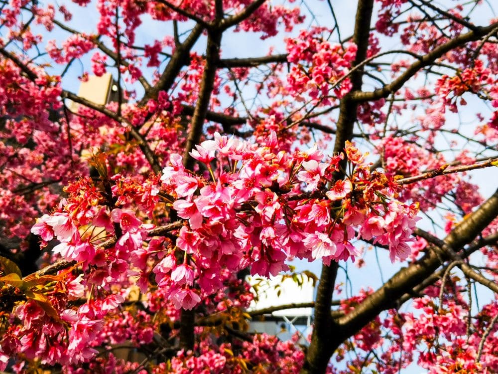 Eine Nahaufnahme eines Kirschblütenbaums mit leuchtend rosa Blüten in voller Blüte vor blauem Himmel. Das Bild zeigt Blütenbüschel und Zweige, die eine lebendige und farbenfrohe Frühlingsszenerie schaffen.