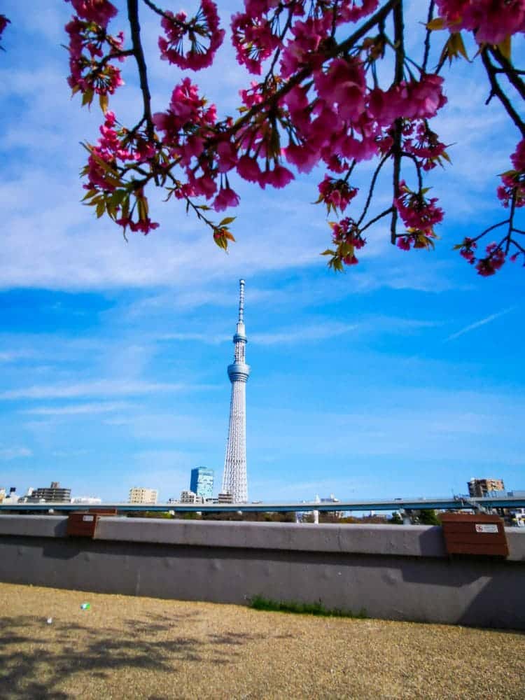 Kirschblüten rahmen den Blick auf einen hohen Turm vor einem strahlend blauen Himmel ein. Der Turm ragt markant ins Stadtbild hinein, umgeben von niedrigen Gebäuden. Das Bild fängt eine harmonische Verbindung von Natur und urbaner Architektur ein.
