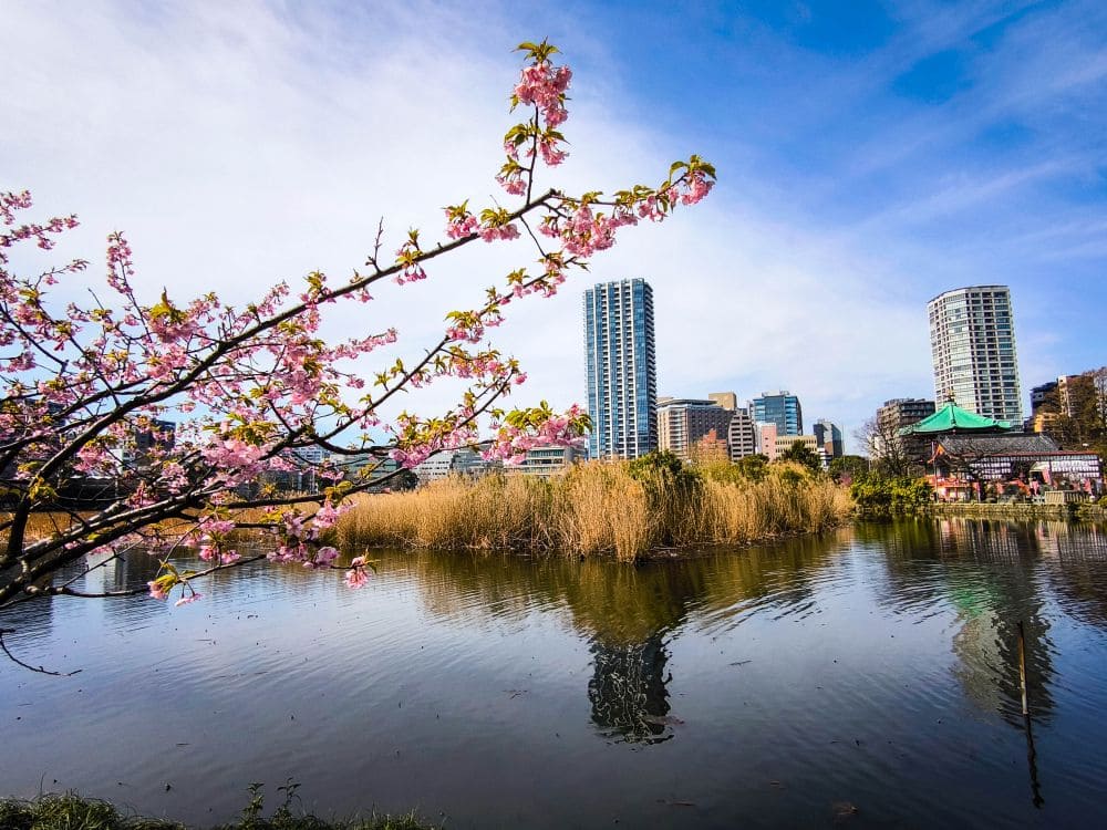 Ein ruhiger See mit Kirschblüte im Vordergrund spiegelt hohe Gebäude und ein traditionelles Gebäude mit grünem Dach wider. Der strahlend blaue Himmel ist mit leichten Wolken übersät, während Büsche und Schilf den Wasserrand umschließen.