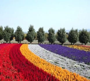 Geschwungene Reihen leuchtend roter, gelber, weißer und violetter Blumen blühen auf einem Feld in Hokkaido, dahinter eine Reihe grüner Bäume unter einem klaren blauen Himmel.