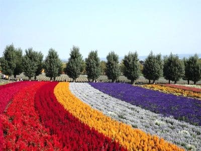 Geschwungene Reihen leuchtend roter, gelber, weißer und violetter Blumen blühen auf einem Feld in Hokkaido, dahinter eine Reihe grüner Bäume unter einem klaren blauen Himmel.