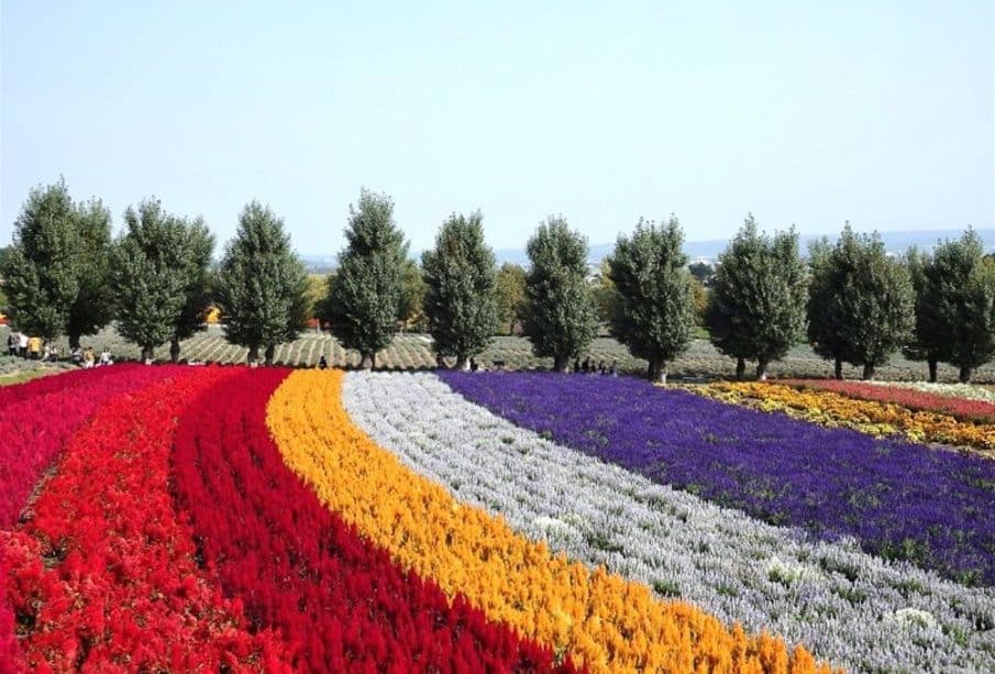 Geschwungene Reihen leuchtend roter, gelber, weißer und violetter Blumen blühen auf einem Feld in Hokkaido, dahinter eine Reihe grüner Bäume unter einem klaren blauen Himmel.