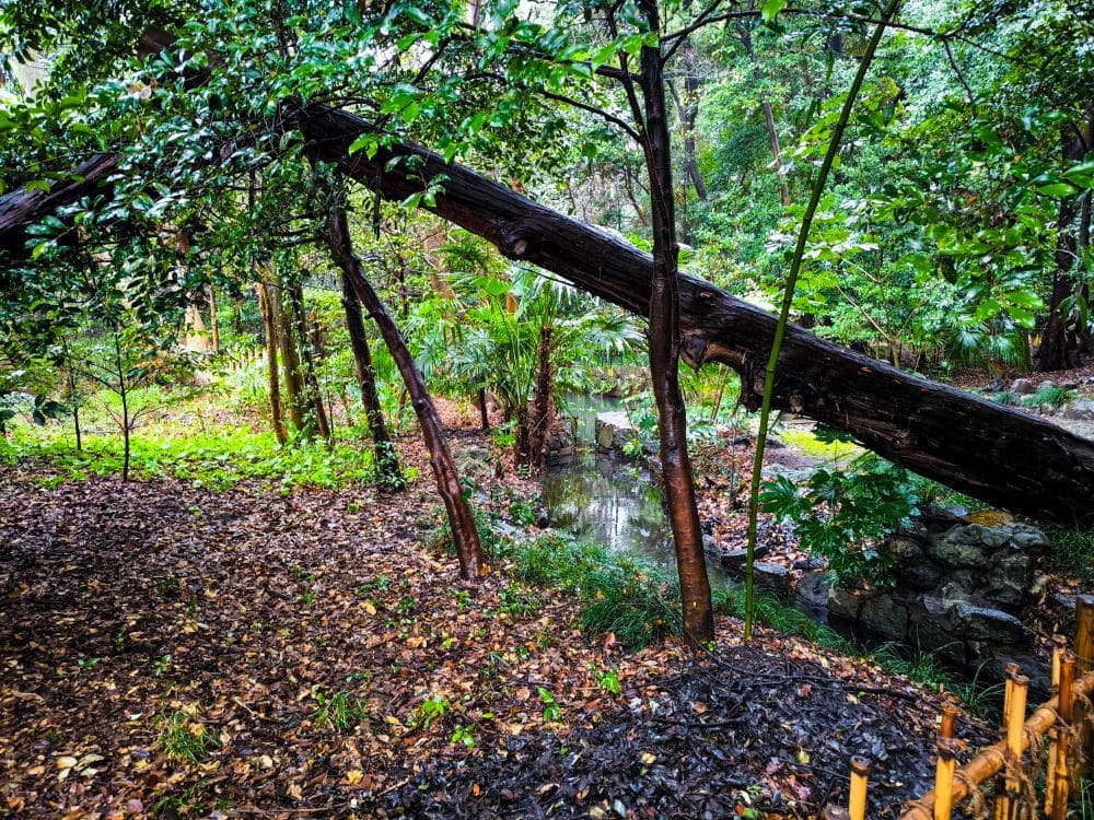 Eine üppige, grüne Waldszene in der Nähe von Hikawa mit einem umgestürzten Baum, der sich über einen kleinen Bach lehnt. Der Boden ist mit Blättern und Pflanzen bedeckt, und dichtes Blattwerk füllt den Hintergrund unter einem bewölkten Himmel.