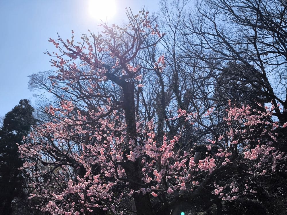 Das Sonnenlicht scheint durch die Äste eines mit rosa Blüten bedeckten Baumes im Hosenji-Tempel, einem Ort der Ruhe, der von blattlosen Bäumen umgeben ist, vor einem klaren blauen Himmel.