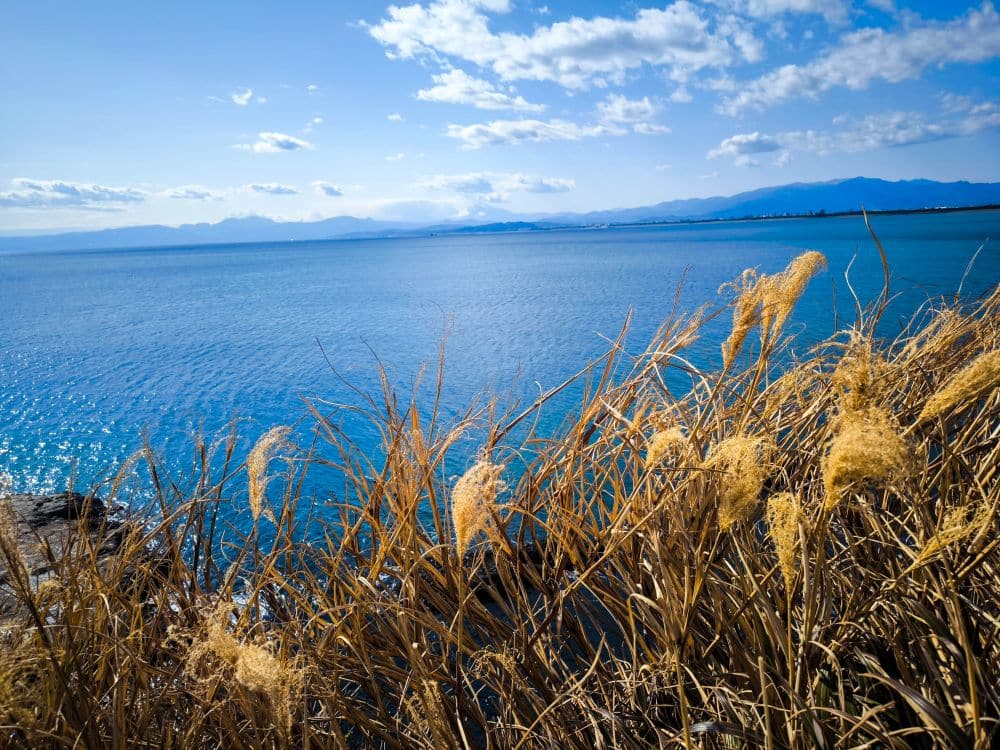 Goldene Gräser wiegen sich im Vordergrund neben einem weiten, ruhigen blauen See unter einem meist klaren Himmel, mit fernen Bergen und der Silhouette von Enoshima am Horizont.