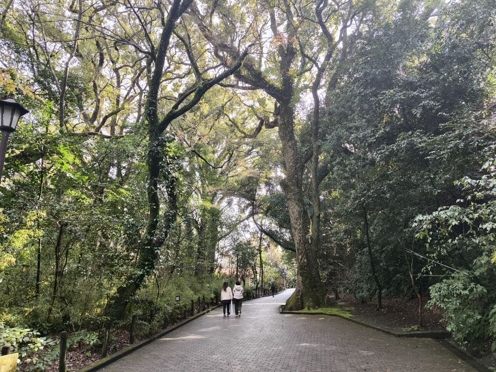 Zwei Personen gehen auf einem gepflasterten Weg im Shiroyama-Park in Kagoshima spazieren, umgeben von hohen Bäumen, durch deren Äste das Sonnenlicht fällt, und mit Blick auf Sakurajima, das in der Nähe eines Laternenpfahls auf der linken Seite zu sehen ist.