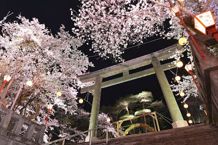 Ein großes Torii-Tor aus Stein steht nachts in Tochigi unter beleuchteten Kirschblütenbäumen, in deren Nähe Papierlaternen hängen, die eine festliche und heitere Atmosphäre schaffen.