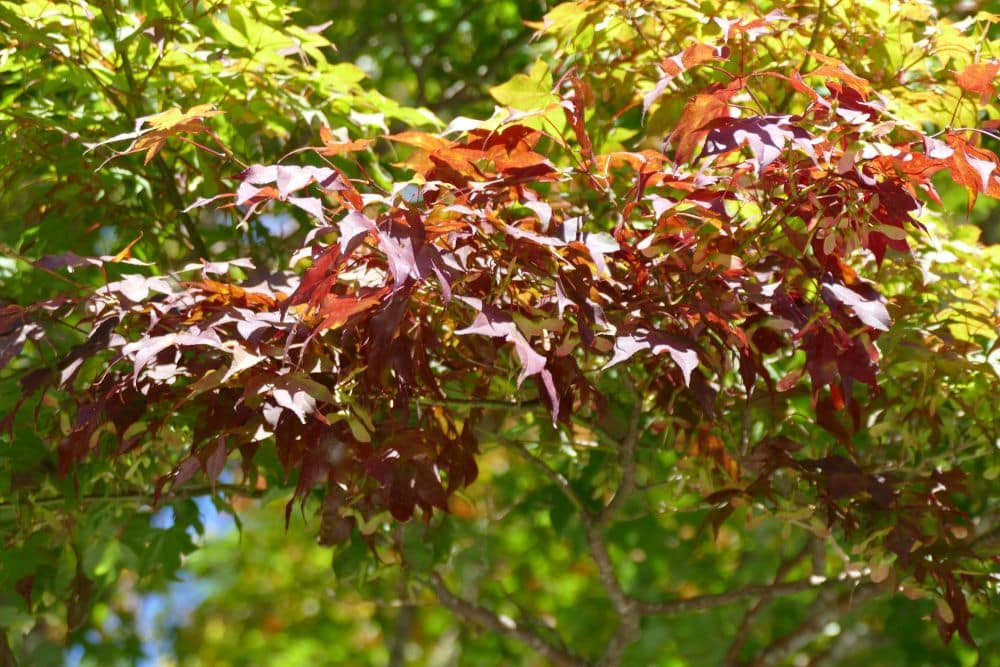 Eine Gruppe von Ahornblättern in Rot-, Orange- und Grüntönen wird vom Sonnenlicht im sanften Schein des Mondes angestrahlt, mit verschwommenem grünen Laub im Hintergrund.