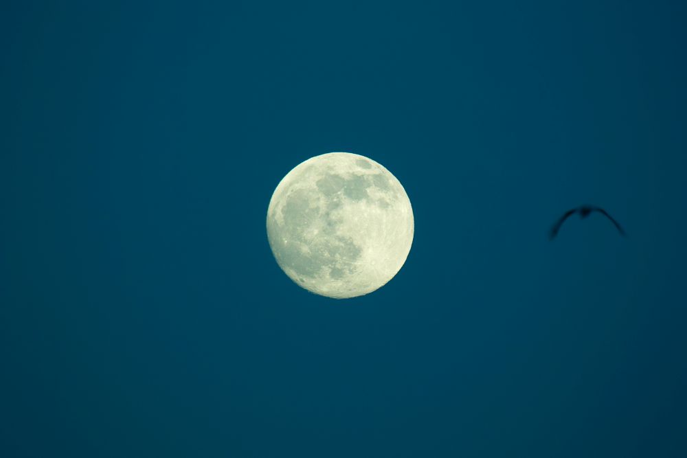 Ein heller, voller Mond leuchtet vor einem tiefblauen Himmel, mit der Silhouette eines Vogels, der in der Ferne rechts vom Mond fliegt.