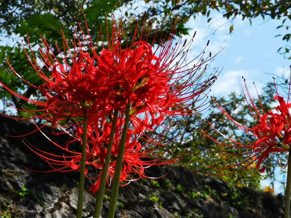 Leuchtend rote Spinnenlilien mit langen, dünnen Blütenblättern und Staubgefäßen blühen im sanften Schein des Mondes vor Felsen, grünen Blättern und blauem Himmel zu einer lebendigen und eindrucksvollen Szene in der Natur.