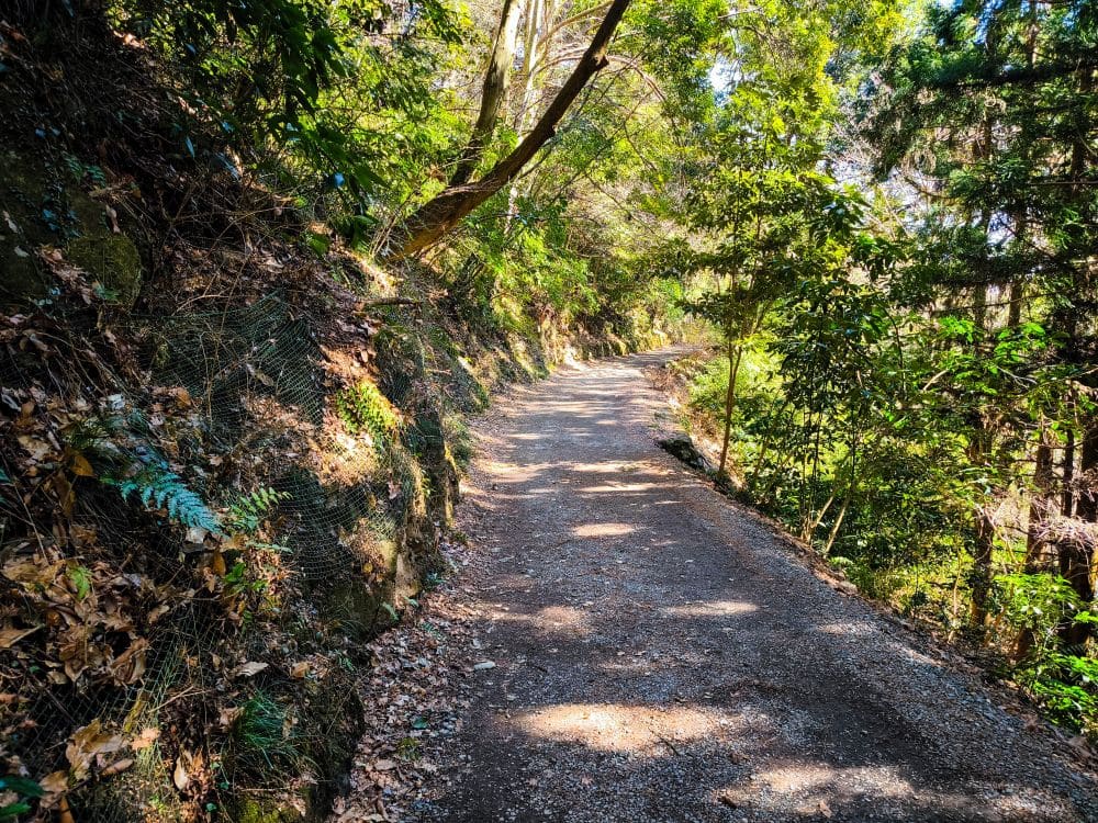 Ein sonnenbeschienener Feldweg schlängelt sich durch einen üppigen, grünen Takao-Wald. Bäume und Laub säumen beide Seiten und werfen Schatten auf den Weg. Die Szenerie wirkt friedlich und einladend für einen Spaziergang oder eine Wanderung.