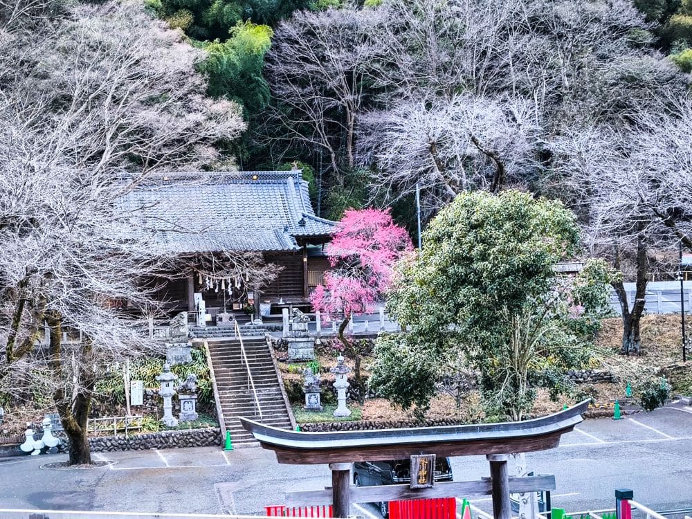 Ein traditioneller japanischer Tempel auf Takao, mit Steinstufen, Laternen und blühenden rosa Kirschbäumen, umgeben von kahlen Bäumen und Grünzeug, von einem hölzernen Torii-Tor aus betrachtet.