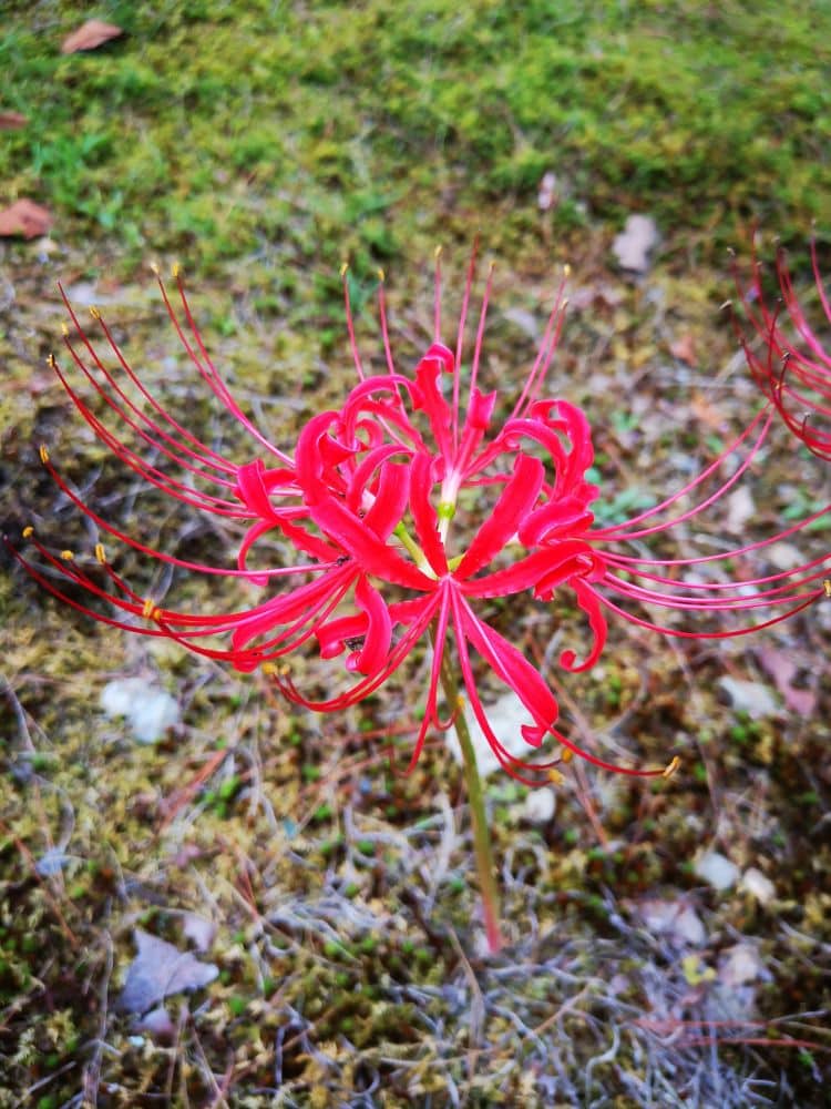 Eine leuchtend rote Spinnenlilie mit langen, dünnen Blütenblättern und Staubgefäßen blüht auf einem grasbewachsenen Fleck vor einem verschwommenen grünen und braunen Hintergrund.