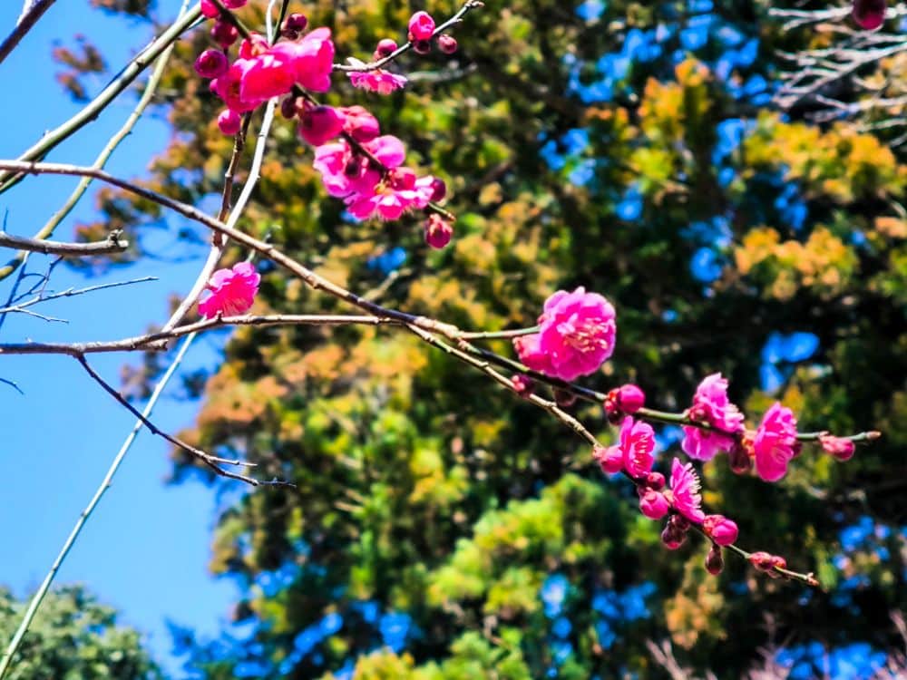 Eine Nahaufnahme von rosa Takao-Kirschblüten auf einem Zweig mit ungeöffneten Knospen vor einem unscharfen Hintergrund aus grünen Bäumen und einem strahlend blauen Himmel.
