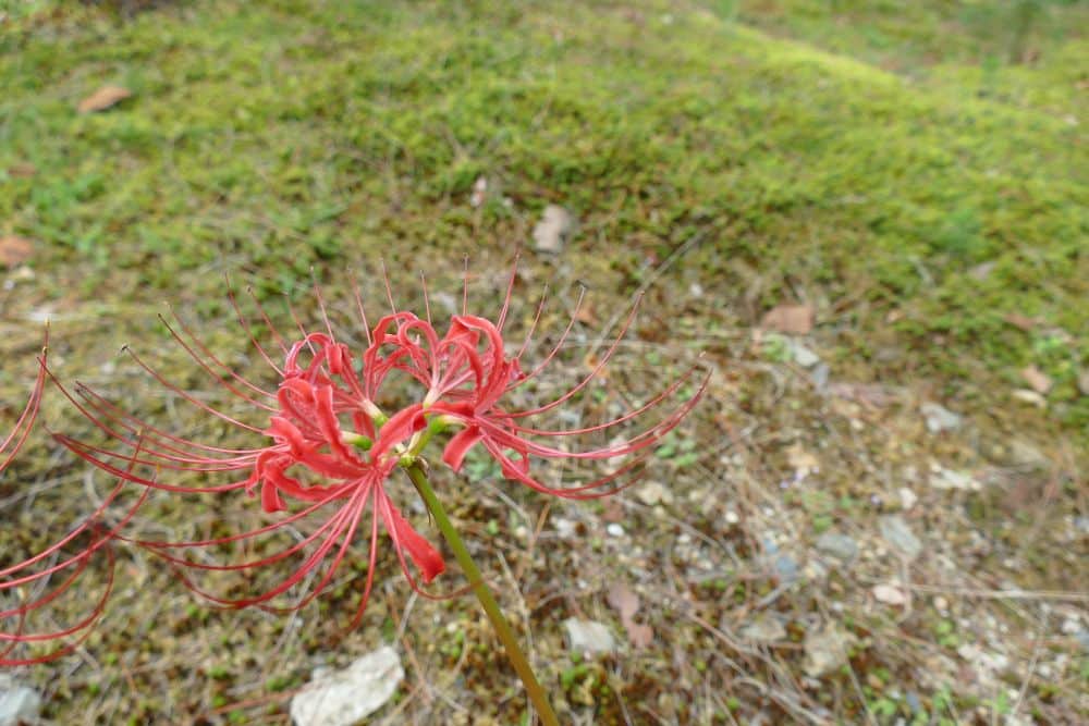 Eine Nahaufnahme einer roten Spinnenlilie mit langen, dünnen Blütenblättern und Staubgefäßen vor einem verschwommenen Hintergrund aus grünem Gras und erdigem Boden.