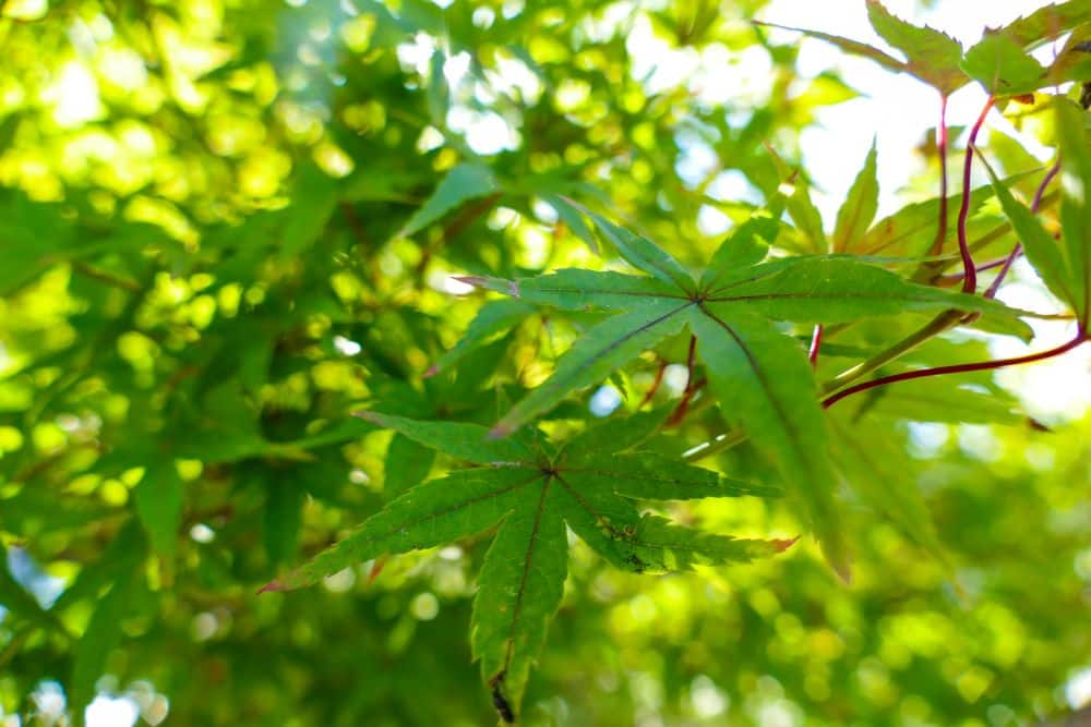 Nahaufnahme von leuchtend grünen Ahornblättern an einem Baum in Arashiyama, wobei das Sonnenlicht durch das Laub fällt und einen hellen, natürlichen Hintergrund schafft.
