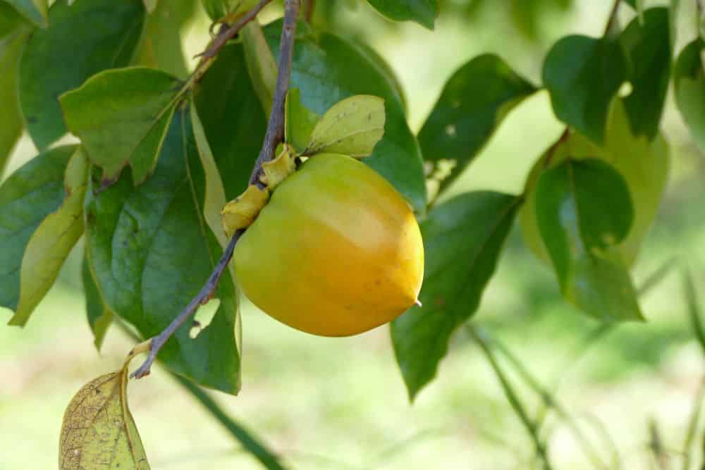 Eine Nahaufnahme einer unreifen Kaki-Frucht, die an einem Ast in Arashiyama hängt, umgeben von grünen Blättern, die in sanftes Sonnenlicht getaucht sind.