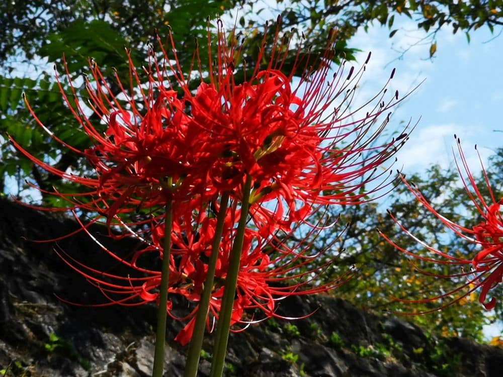 Leuchtend rote Spinnenlilien mit langen, dünnen Blütenblättern und Staubgefäßen blühen vor einer Steinmauer, üppigen grünen Blättern und einem teilweise bewölkten blauen Himmel.