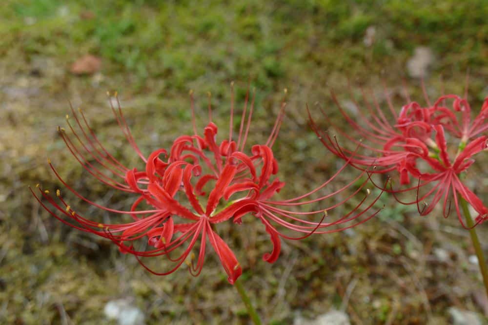 Eine Nahaufnahme einer leuchtend roten Spinnenlilienblüte mit langen, dünnen, sich kräuselnden Blütenblättern und Staubgefäßen vor einem unscharfen grasbewachsenen Hintergrund. Eine andere Spinnenlilie ist rechts teilweise sichtbar.