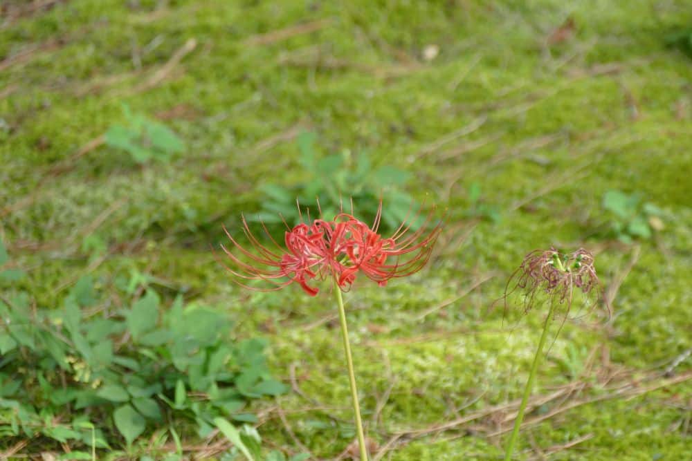 Eine leuchtend rote Spinnenlilie blüht neben einer verwelkten Blüte inmitten von grünem Moos und verstreuten Blättern auf dem Boden.
