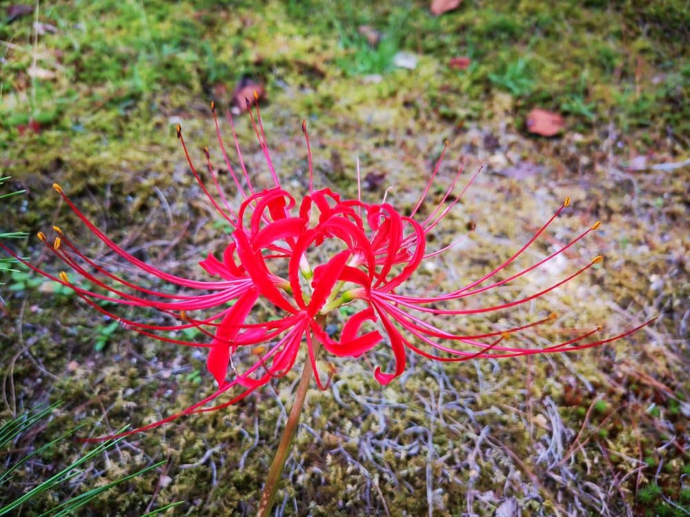 Eine leuchtend rote Spinnenlilie mit langen, dünnen Blütenblättern und Staubgefäßen steht allein vor einem Hintergrund aus grünem und braunem Moosboden.