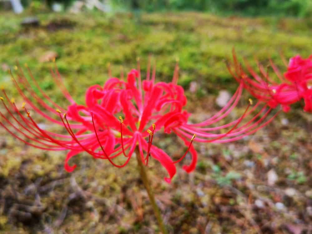 Eine Nahaufnahme einer leuchtend roten Spinnenlilienblüte mit langen, dünnen Blütenblättern und Staubgefäßen vor einem unscharfen natürlichen Hintergrund aus grünem und braunem Laub.