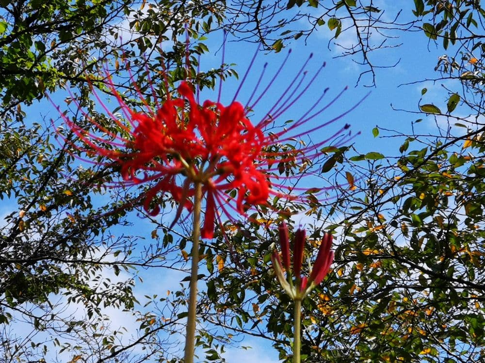 Eine leuchtend rot blühende Spinnenlilie und eine geschlossene Knospe stehen vor einem Hintergrund aus belaubten Baumzweigen und einem blauen Himmel mit vereinzelten Wolken.