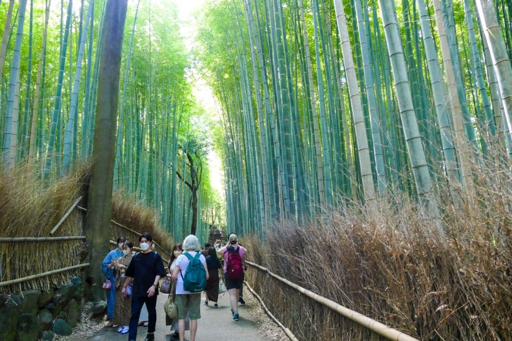 Touristen, die von einem sachkundigen Tourguide geführt werden, gehen auf einem Pfad durch einen hohen, dichten Bambuswald, in dem das Sonnenlicht durch die grünen Halme scheint. Einige Leute tragen Masken und Rucksäcke, und Holzgeländer säumen den Weg.