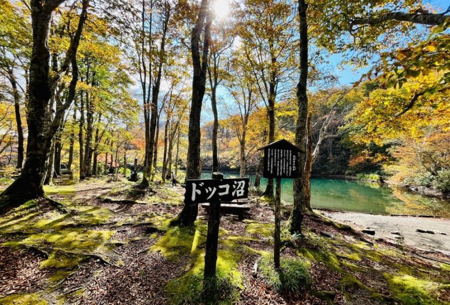 Ein sonnenbeschienener Wald mit Herbstlaub, moosbewachsenem Boden und einem Wegweiser mit japanischem Text in der Nähe eines klaren, türkisfarbenen Teichs in Yamagata; in der Nähe steht ein weiteres Informationsschild, das auf versteckte Onsen in der Region hinweist.