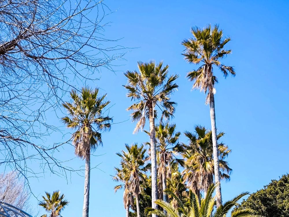 Hohe Palmen mit grünen Wedeln stehen vor einem klaren blauen Himmel in der Nähe der Enoshima-Meereskerze. Einige kahle Äste sind auf der linken Seite zu sehen, und dichtes grünes Laub erscheint am unteren Rand des Bildes.