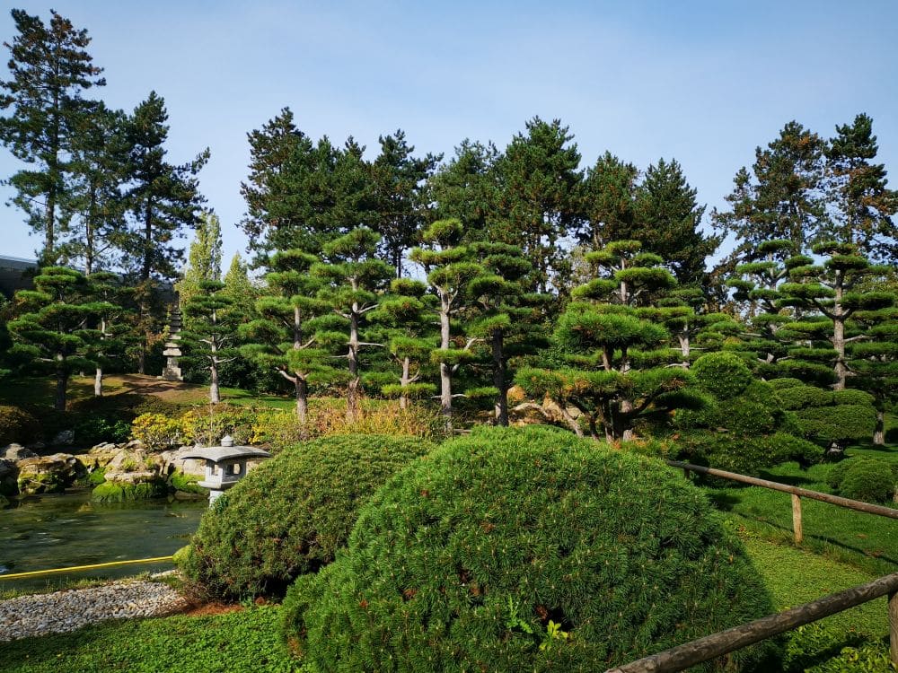 Ein ruhiger japanischer Garten mit ordentlich getrimmten Büschen, einem kleinen Teich, einer Steinbrücke und hohen Kiefern im Hintergrund unter einem klaren blauen Himmel, der die japanische Atmosphäre im Japanischen Garten im Nordpark Düsseldorf einfängt.
