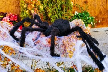 Eine große, schwarze, pelzige Spinnenattrappe sitzt auf weißen, künstlichen Spinnennetzen, die über Pflanzen und Sträuchern in einem Garten drapiert sind, und bringt einen Hauch von Grusel zu Halloween in Japan, mit einer braunen Wand und bunten Blumen im Hintergrund.