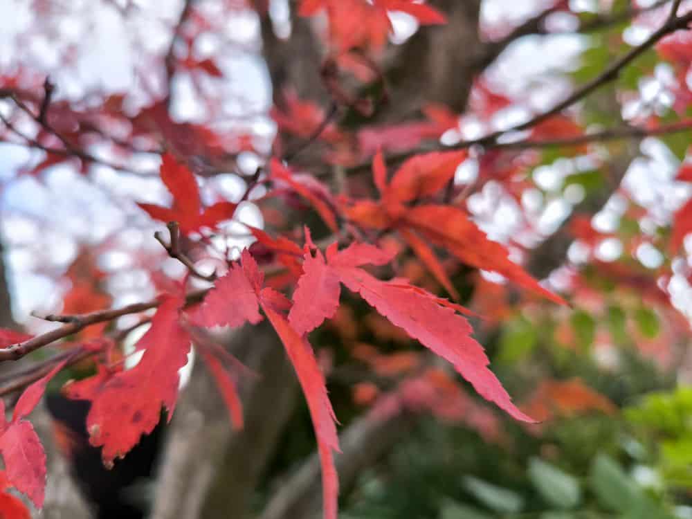 Nahaufnahme von leuchtend rotem Herbstlaub auf einem Baumzweig, mit einem verschwommenen Hintergrund aus grünem Laub und einem teilweise bewölkten Himmel.