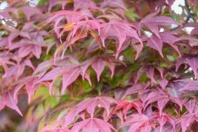 Nahaufnahme eines japanischen Ahorns mit spitzen, rötlich-violetten Blättern. Das dichte Laub unterstreicht das leuchtende Herbstlaub und die verschlungenen Blattformen, die typisch für den Herbst sind.