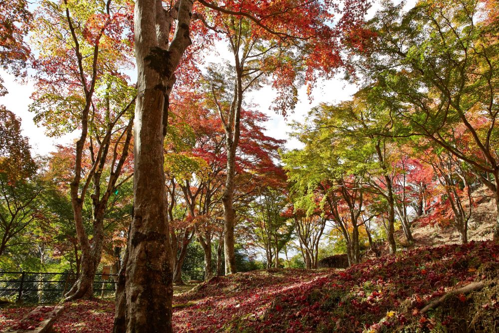 Herbstbäume mit buntem rotem, orangefarbenem und grünem Herbstlaub stehen in einem sonnenbeschienenen Wald. Abgefallene Blätter bedecken den Boden mit einem leuchtenden Teppich, während das Sonnenlicht durch die Äste fällt und schummrige Schatten wirft.