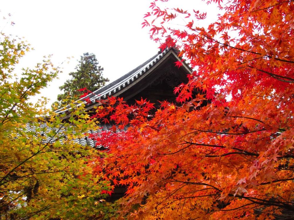 Ein traditionelles japanisches Tempeldach ist teilweise hinter leuchtendem Herbstlaub in Rot-, Orange- und Gelbtönen verborgen. Die Szene fängt die Schönheit des Herbstlaubs und der historischen Architektur ein.