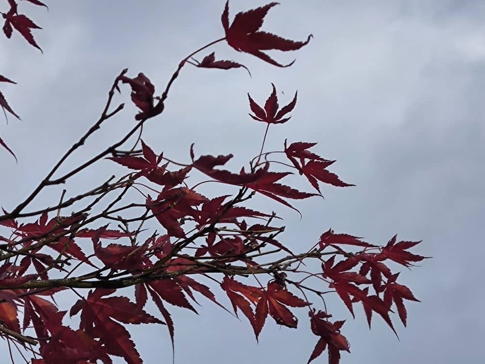 Rote Ahornblätter und Herbstlaub an dünnen Ästen heben sich von einem wolkenverhangenen, grauen Himmel ab. Die spitzen Blätter sind spärlich angeordnet und bilden einen auffälligen Kontrast zum gedämpften Hintergrund.