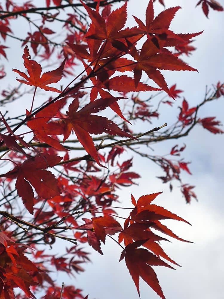 Rote, spitz zulaufende Ahornblätter, auch Herbstlaub genannt, tummeln sich auf dünnen Ästen vor einem hellen, wolkenverhangenen Himmel und fangen die Farben und die Stimmung des Herbstes ein.