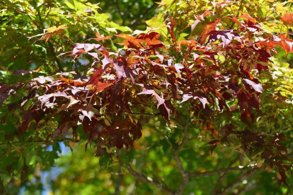 Eine Ansammlung von Ahornblättern, von denen sich einige rot färben und andere grün bleiben, zeigt lebendigen Herbstlaub. Das Sonnenlicht fällt durch das Laub und unterstreicht den Wechsel der Jahreszeiten in einer hellen und lebendigen Szene.