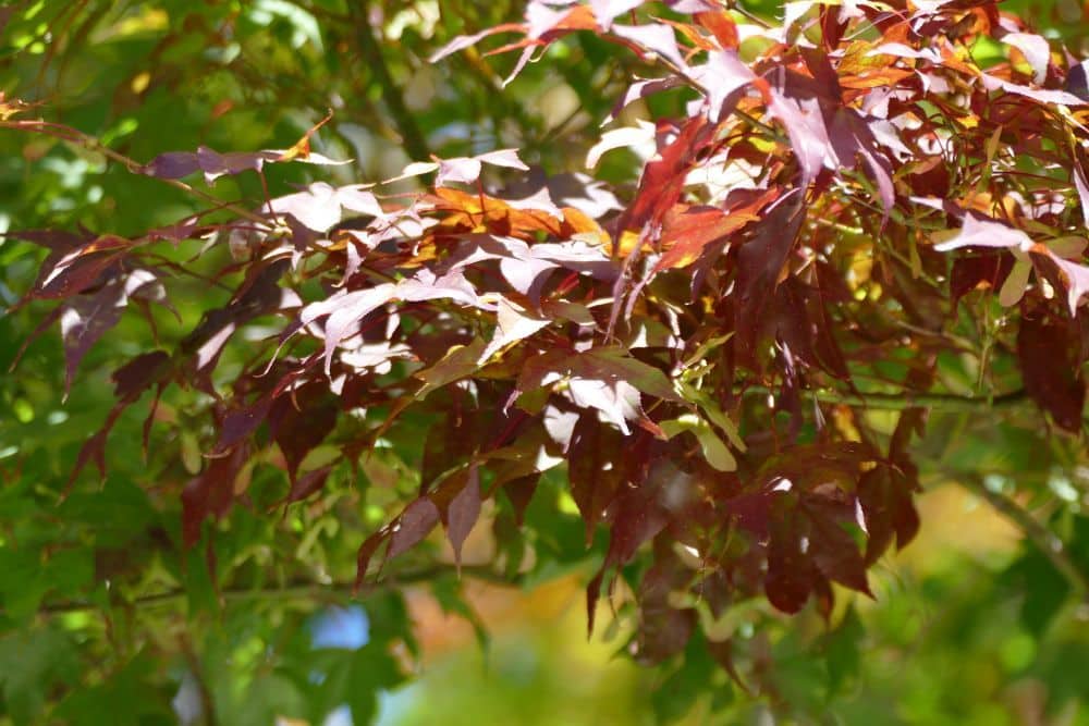 Ein Bündel roter und grüner Ahornblätter, oder Herbstlaub, das vom Sonnenlicht auf einem Baum hell erleuchtet wird, hebt sich von einem verschwommenen grünen Hintergrund ab.