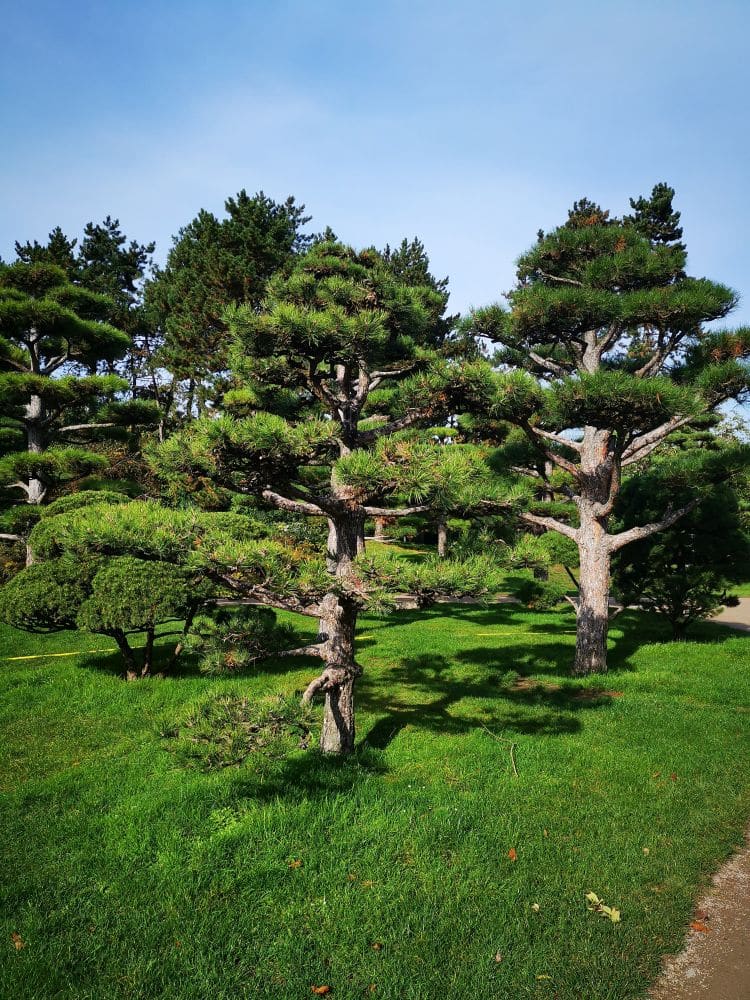 Mehrere beschnittene Kiefern mit dichtem grünem Laub stehen auf einer üppigen, sonnenbeschienenen Wiese im Nordpark Düsseldorf, die eine japanische Atmosphäre hervorruft, und weitere Bäume und Grünflächen sind unter einem klaren blauen Himmel zu sehen.