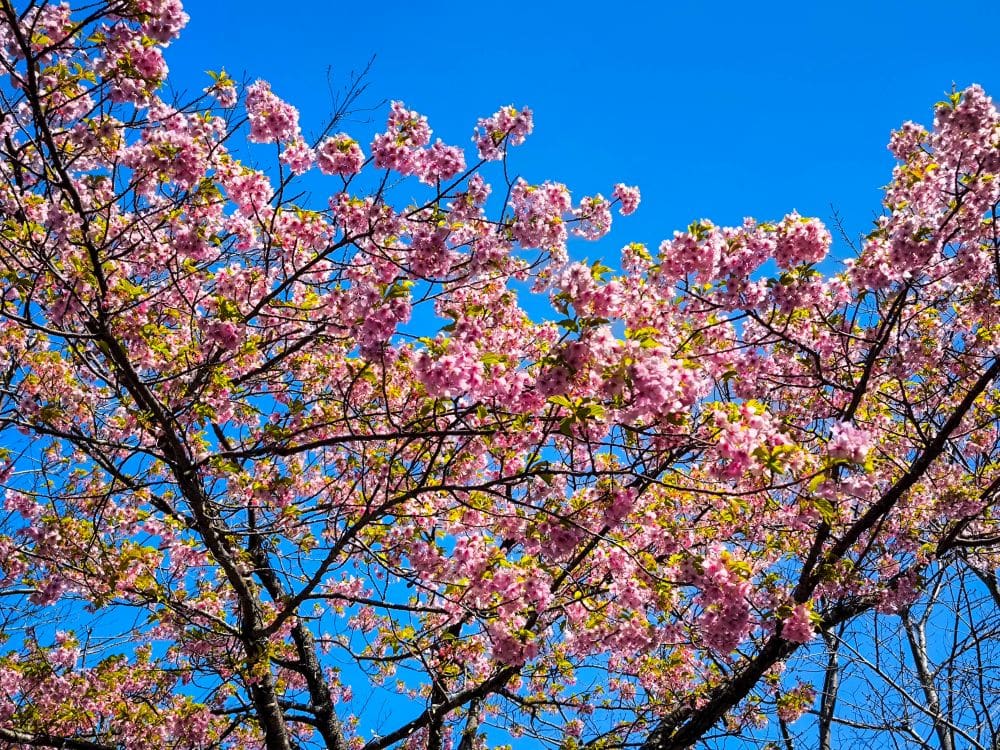 Die Zweige eines Baumes mit leuchtend rosafarbenen Blüten vor einem klaren blauen Himmel, der eine lebendige Daishi-Frühlingsszene einfängt, in der das Sonnenlicht die Blumen und frischen grünen Blätter beleuchtet.