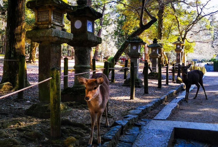 Zwei Rehe laufen einen Steinweg in einem ruhigen Park entlang, der von traditionellen japanischen Laternen und Bäumen gesäumt ist, während das Sonnenlicht durch das Laub fällt.