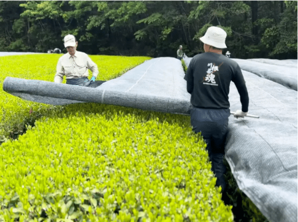 Zwei Arbeiter sind dabei, große schwarze Gitter über grüne Teesträucher auf einem Feld zu legen, umgeben von hellen Pflanzen und Bäumen im Hintergrund.