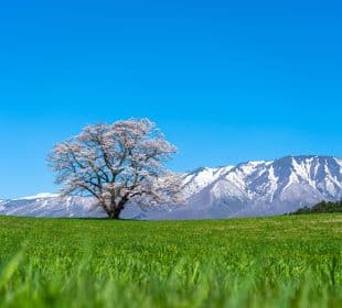 Ein einsamer Kirschblütenbaum mit zartrosa Blüten steht auf einer grünen Wiese in Iwate, umgeben von schneebedeckten Bergen und unter einem klaren blauen Himmel.